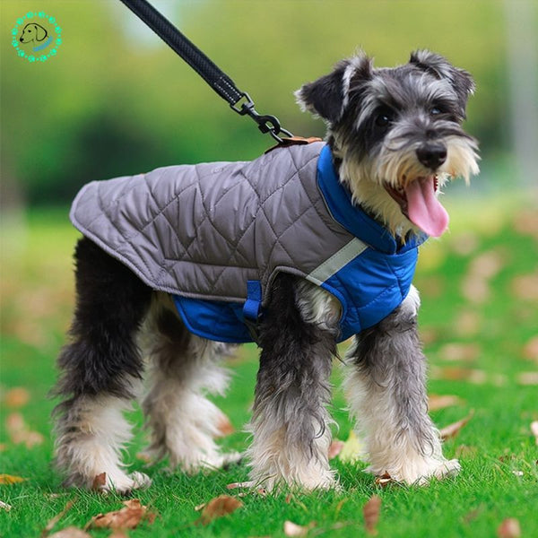 manteau-pour-petit-chien