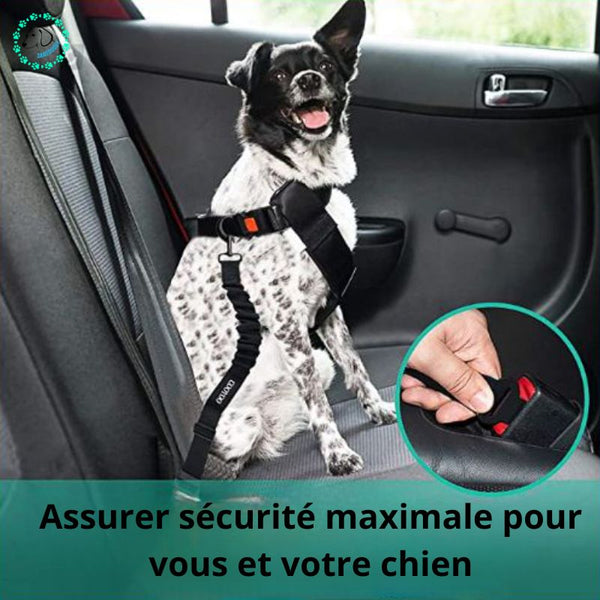 ceinture-de-sécurité-pour-chien